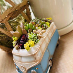 パンプキンブリキ缶の寄せ植え〜多肉植物寄せ植え ハロウィン