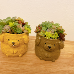 9カラーのミニミニ雪だるまの寄せ植え〜多肉植物 多肉植物寄せ植え