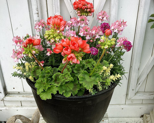 ☆チューリップが咲く寄せ植え☆３鉢セット☆ブラックフライデー特別価格☆ 6106_2.jpg