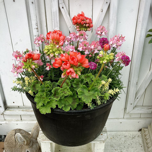 80.チューリップも咲いて☆長く楽しむ☆春の可愛い☆ロゼな寄せ植えの鉢花☆ チューリップゼラニウムの大きい寄せ植え その他インテリア雑貨