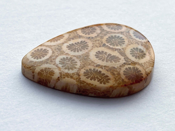 ◎ 天然の神秘石 ◎ フォシルコーラル (天然サンゴ化石) 2枚目の画像