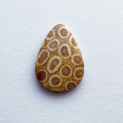 ◎ 天然の神秘石 ◎ フォシルコーラル (天然サンゴ化石) 4枚目の画像