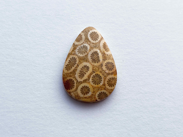 ◎ 天然の神秘石 ◎ フォシルコーラル (天然サンゴ化石) 4枚目の画像