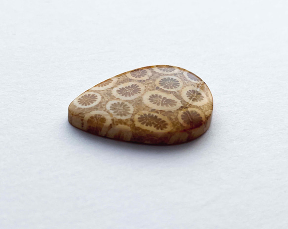◎ 天然の神秘石 ◎ フォシルコーラル (天然サンゴ化石) 3枚目の画像