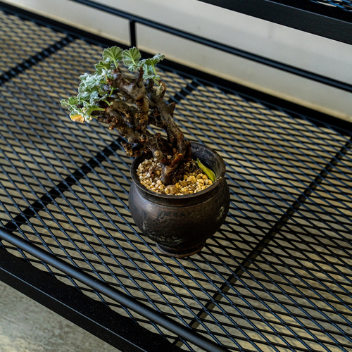 育成ライトが取り付けれる植物棚 ボタニカルシェルフ アガベ 育成ライトが取り付けれる植物棚 ボタニカルシェルフ アガベ