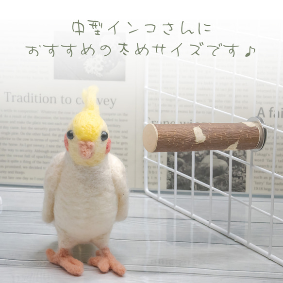 インコちゃんの✩.*˚りんごの止まり木　ショートパーチ　中型さん向け 6枚目の画像