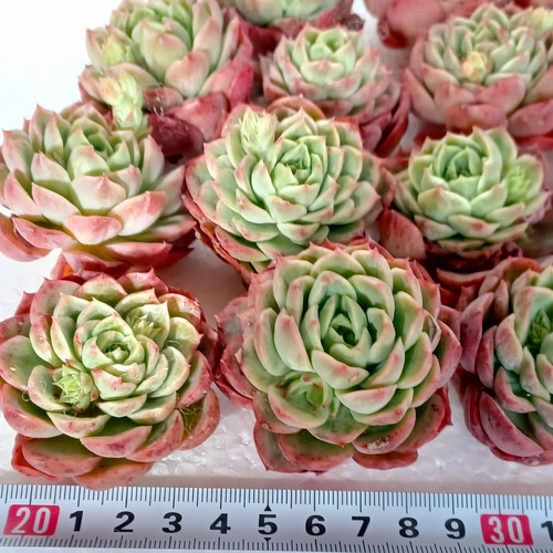 ライムアンドチリ(抜き苗)   多肉植物 多肉植物 ライムアンドチリ エケベリア 美苗 多肉植物 taniku