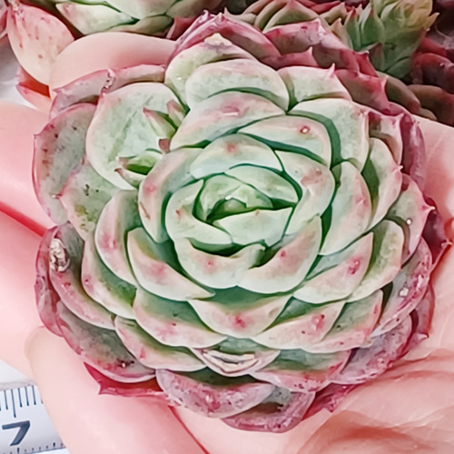 多肉植物 ライムアンドチリ エケベリア 美苗 多肉植物 taniku