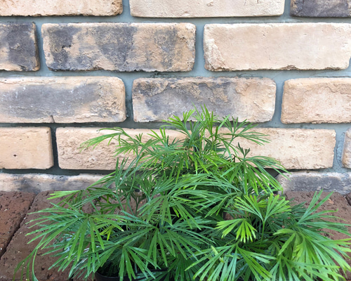 アクティニオ プテリス　オーストラリス　アクティノプテリスオーストラリス 園芸ネット本店｜シダ：アクティニオプテリス オーストラリス3号ポット