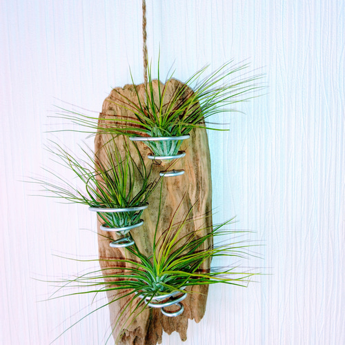 流木のエアープランツの飾り用インテリアです。 一品物です。 その他