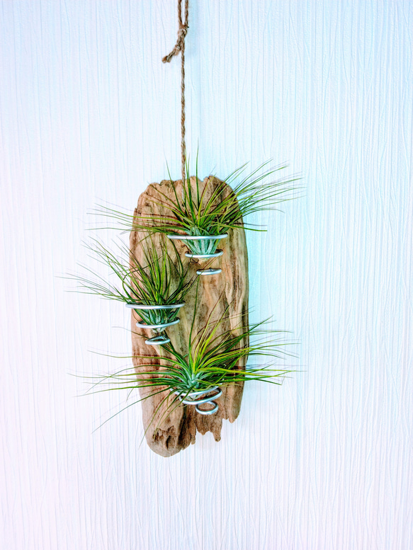 流木のエアープランツの飾り用インテリアです。 一品物です。 その他