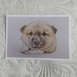 「動物の絵のポストカード５枚セット」 2枚目の画像