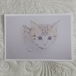 「動物の絵のポストカード５枚セット」 6枚目の画像