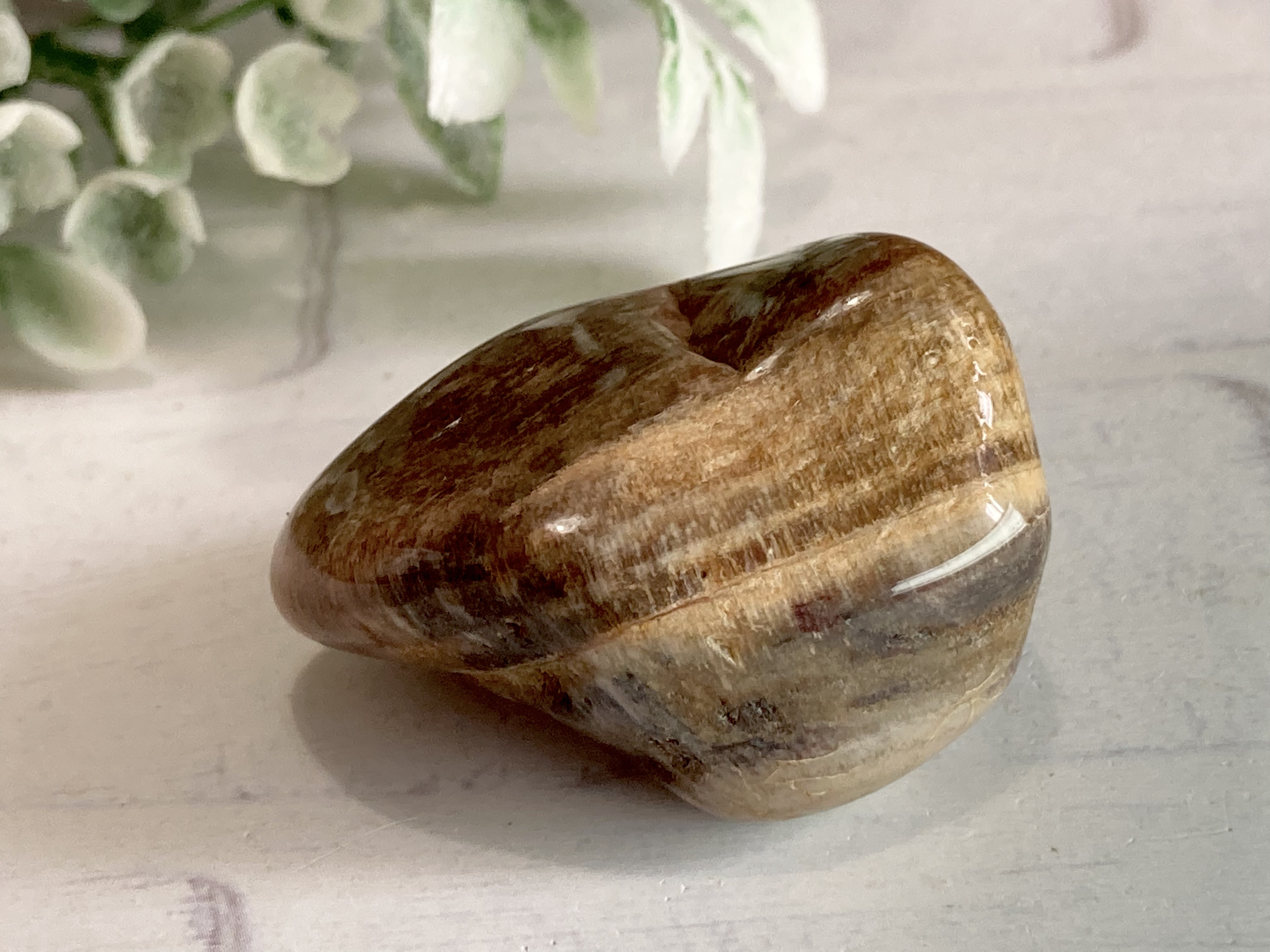 樹の化石✨珪化木 ペトリファイドウッド 原石 タンブル その他置物