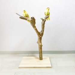 流木の止まり木】高さ約67cm！鳥 インコ 独特の節やねじれ枝が