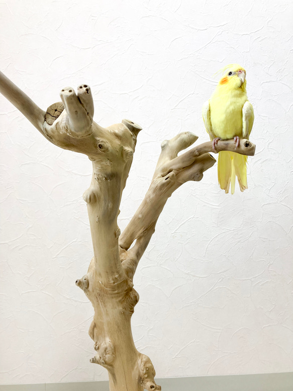 【流木の止まり木】高さ約67cm！鳥 インコ 独特の節やねじれ枝が美しい！V字型の二又とまり木 2枚目の画像