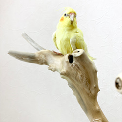 【流木の止まり木】高さ約67cm！鳥 インコ 独特の節やねじれ枝が美しい！V字型の二又とまり木 8枚目の画像