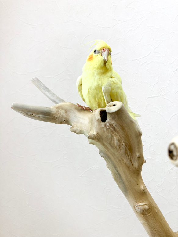 【流木の止まり木】高さ約67cm！鳥 インコ 独特の節やねじれ枝が美しい！V字型の二又とまり木 8枚目の画像