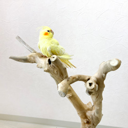 【流木の止まり木】高さ約67cm！鳥 インコ 独特の節やねじれ枝が美しい！V字型の二又とまり木 3枚目の画像