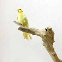 【流木の止まり木】高さ約67cm！鳥 インコ 独特の節やねじれ枝が美しい！V字型の二又とまり木 9枚目の画像