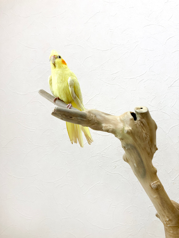 【流木の止まり木】高さ約67cm！鳥 インコ 独特の節やねじれ枝が美しい！V字型の二又とまり木 9枚目の画像