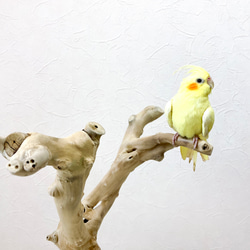 【流木の止まり木】高さ約67cm！鳥 インコ 独特の節やねじれ枝が美しい！V字型の二又とまり木 4枚目の画像