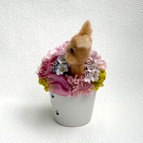 ちょこんと顔出す うさぎ ネザーランドドワーフ（右側