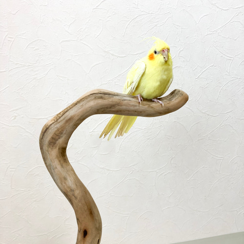 流木の止まり木】高さ約55cm！鳥 インコ くねくねしたフォルムで