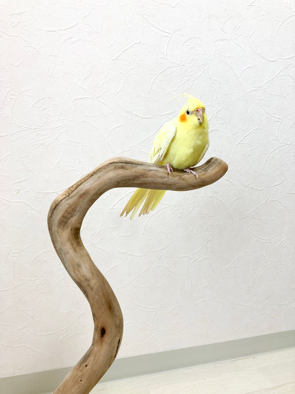 【流木の止まり木】高さ約55cm！鳥 インコ くねくねしたフォルムでオブジェとしてもユニークな止まり木 2枚目の画像