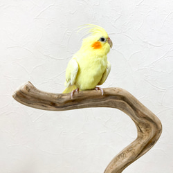 【流木の止まり木】高さ約55cm！鳥 インコ くねくねしたフォルムでオブジェとしてもユニークな止まり木 4枚目の画像