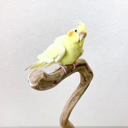 【流木の止まり木】高さ約55cm！鳥 インコ くねくねしたフォルムでオブジェとしてもユニークな止まり木 5枚目の画像