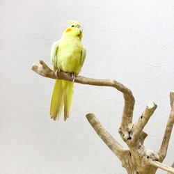 【流木の止まり木】高さ約53cm  鳥 インコ 枝いっぱい！珊瑚のような枝ぶりの止まり木 5枚目の画像