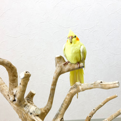 【流木の止まり木】高さ約53cm  鳥 インコ 枝いっぱい！珊瑚のような枝ぶりの止まり木 6枚目の画像