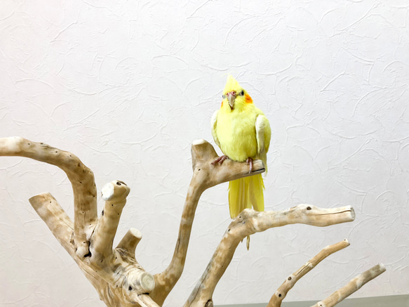 【流木の止まり木】高さ約53cm  鳥 インコ 枝いっぱい！珊瑚のような枝ぶりの止まり木 6枚目の画像