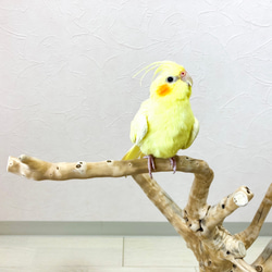 【流木の止まり木】高さ約53cm  鳥 インコ 枝いっぱい！珊瑚のような枝ぶりの止まり木 2枚目の画像