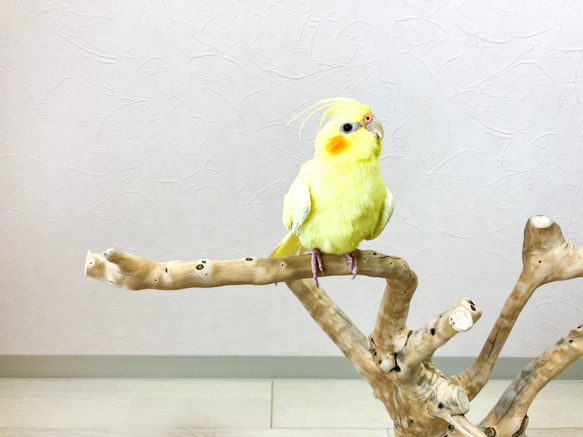 【流木の止まり木】高さ約53cm  鳥 インコ 枝いっぱい！珊瑚のような枝ぶりの止まり木 2枚目の画像