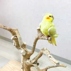 【流木の止まり木】高さ約53cm  鳥 インコ 枝いっぱい！珊瑚のような枝ぶりの止まり木 4枚目の画像