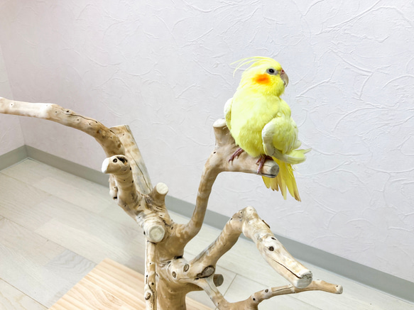 【流木の止まり木】高さ約53cm  鳥 インコ 枝いっぱい！珊瑚のような枝ぶりの止まり木 4枚目の画像