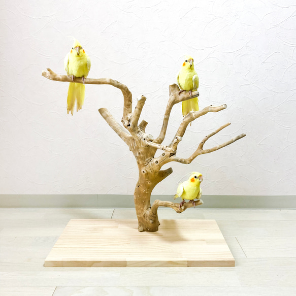 流木art ஐ鳥の止まり木 流木の止まり木 取り外しができる止まり木スタンド インコ