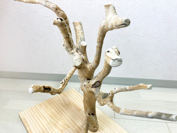 【流木の止まり木】高さ約53cm  鳥 インコ 枝いっぱい！珊瑚のような枝ぶりの止まり木 3枚目の画像