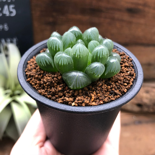多肉植物 ハオルチア ブラックオブツーサ錦 ローズゴールド 糊斑