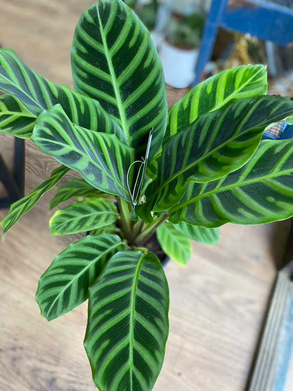 観葉植物】カラテア ゼブリナ 5号 3-6 送料無料 その他 観葉植物】カラテア ゼブリナ 5号 3-6 送料無料 その他
