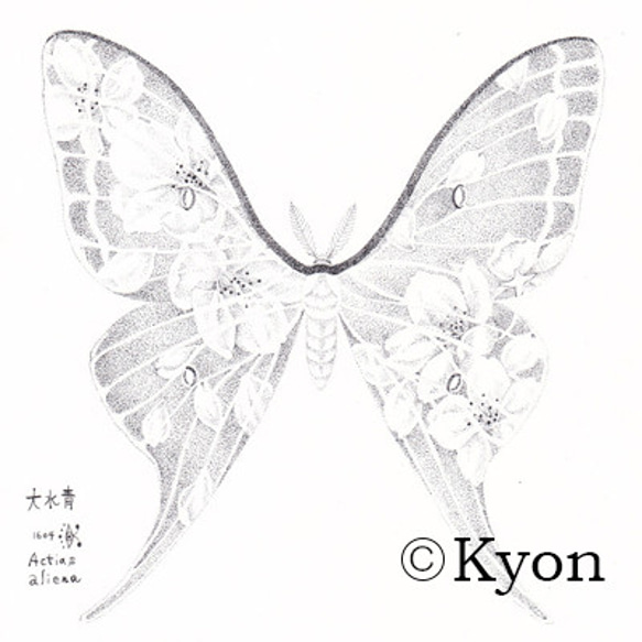 蛾　点描画　桜とオオミズアオ　ポストカード 1枚目の画像
