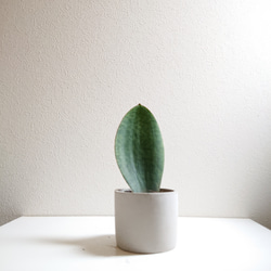 ○数量限定○空気浄化植物○一枚葉”サンスベリア マッソニアーナ