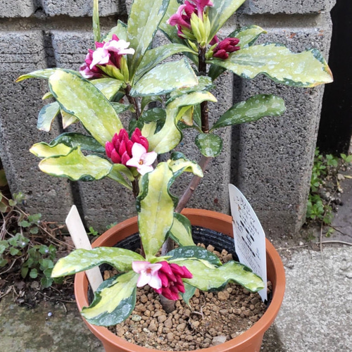 G 三光斑沈丁花【信濃錦】バランスよく三光斑の入った株 年間