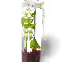 チューリップと豆の蔓のハーバリウム 5枚目の画像