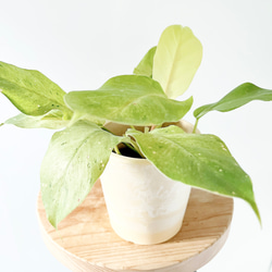 再入荷】フィカス スウィートハート 2株 登録品種 観葉植物 calmcafe