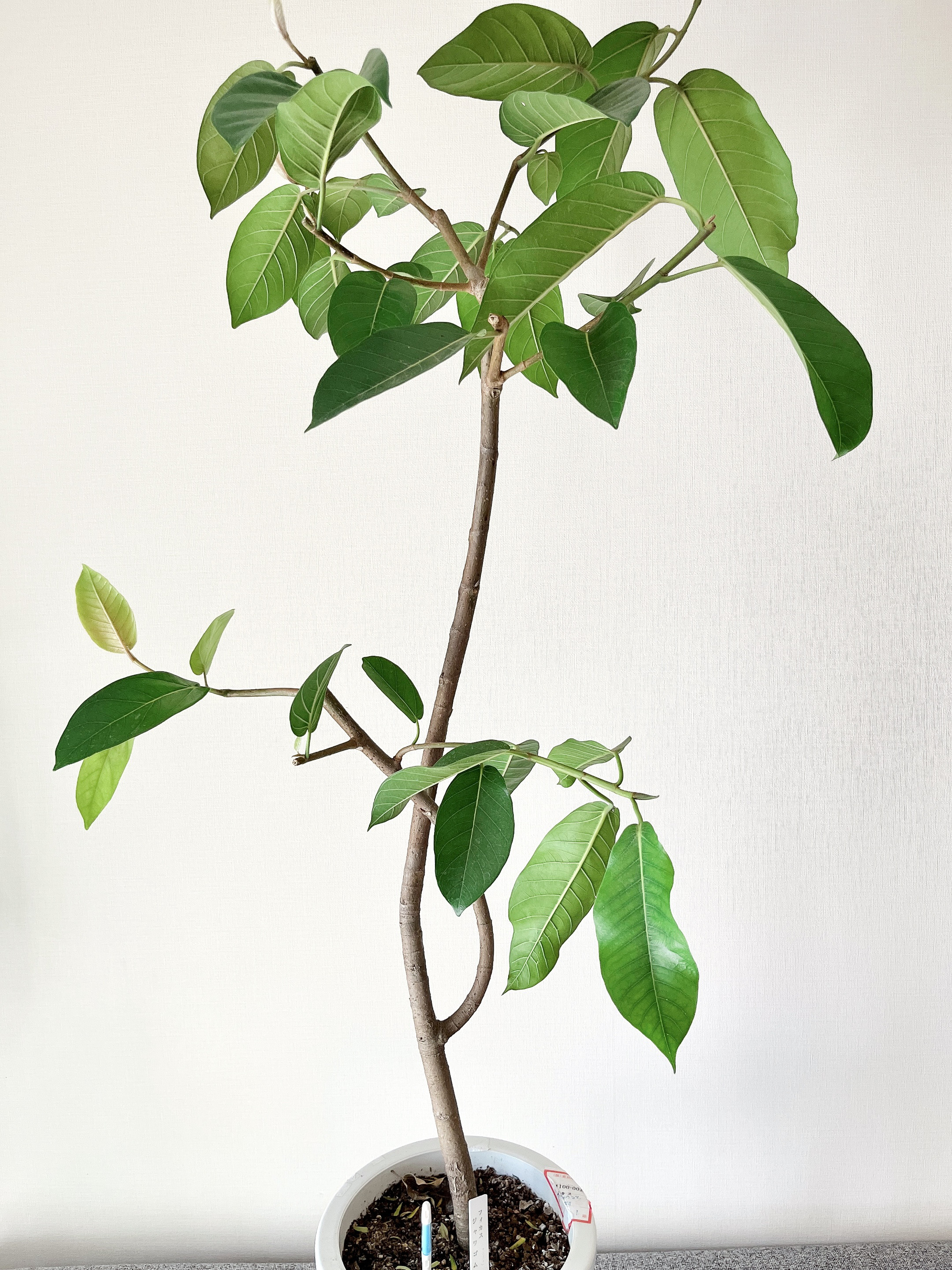 希少種‼️ジャワゴム大型観葉植物