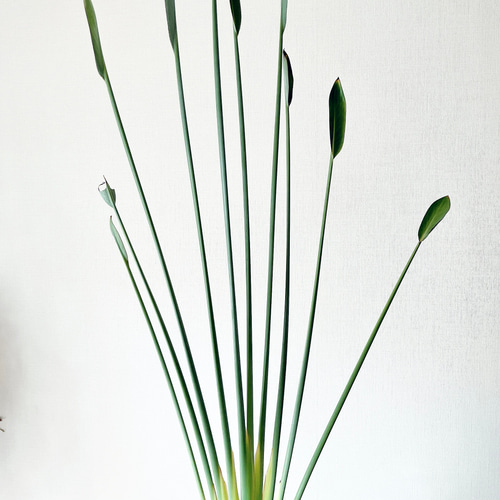 3/17撮影 #156 ノンリーフ ストレチア ユンケア 観葉植物 室内 大型