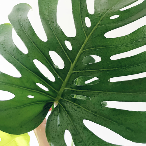 サイズ大❗️幹立ち❗️モンステラ　デリシオーサ✨ 幹立ち モンステラ デリシオーサ